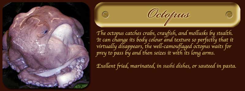 Octopus